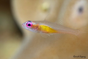 Little swimmer
(1cm) by Raoul Caprez 
